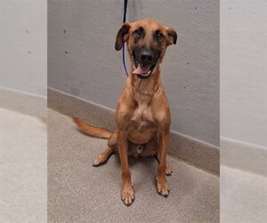 Mutt Dogs for adoption in Las Vegas, NV, USA