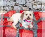 Small Photo #2 Poochon Puppy For Sale in Kennesaw, GA, USA