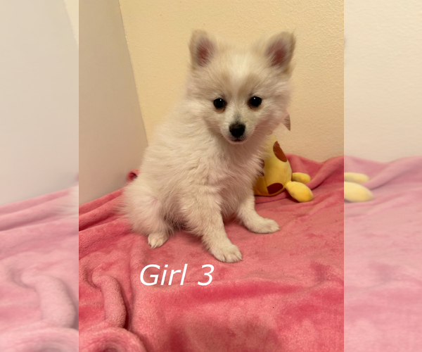 Medium Photo #4 Pomeranian Puppy For Sale in EL PASO, TX, USA