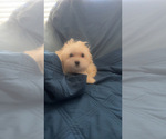 Small Photo #25 Maltipoo (Miniature) Puppy For Sale in HIGH POINT, NC, USA