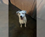 Small #32 English Setter-Labrador Retriever Mix