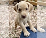 Small Photo #19 Labrador Retriever Puppy For Sale in ASHEVILLE, NC, USA