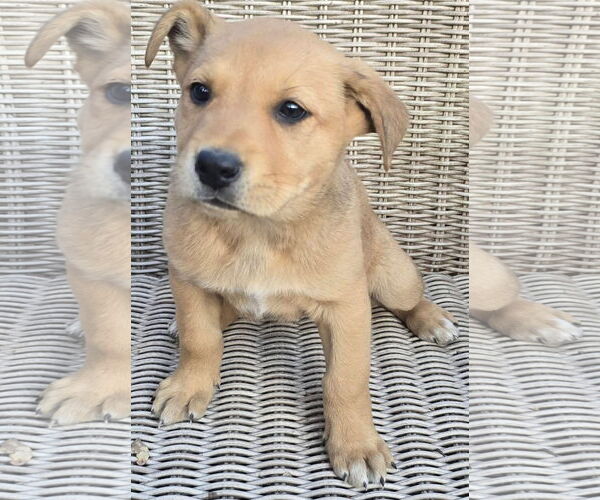 Medium Photo #4 German Shepherd Dog-Unknown Mix Puppy For Sale in Alexander, AR, USA