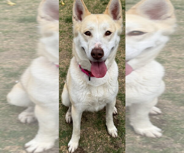 Medium Photo #3 Siberian Husky-Unknown Mix Puppy For Sale in Great Bend, KS, USA