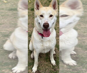 Loki - Female Siberian Husky-Unknown Mix Dog for Adoption - Photo #3