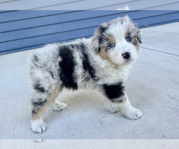 Medium Photo #1 Australian Shepherd Puppy For Sale in LODA, IL, USA