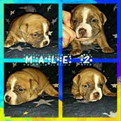 American Bully Puppy for sale in LEBANON, KY, USA