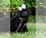Small Photo #15 Newfoundland Puppy For Sale in HENDERSONVILLE, NC, USA