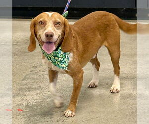 Beagle Dogs for adoption in Batavia, OH, USA