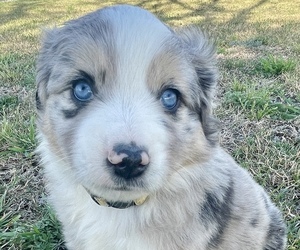 Miniature Australian Shepherd Puppy for sale in TAYLOR, TX, USA