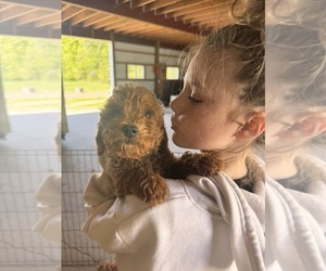 Goldendoodle (Miniature) Puppy for sale in VERMONTVILLE, MI, USA