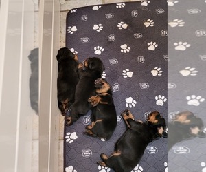 Rottweiler Puppy for Sale in HAMPTON, Georgia USA