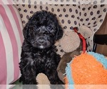 Small Photo #60 Australian Labradoodle Puppy For Sale in W FIELD, NC, USA