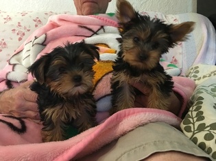 Yorkshire Terrier Puppy for sale in PUYALLUP, WA, USA