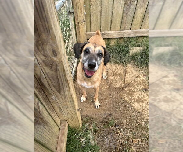 Medium Photo #1 Boxer-Unknown Mix Puppy For Sale in Jackson, MS, USA