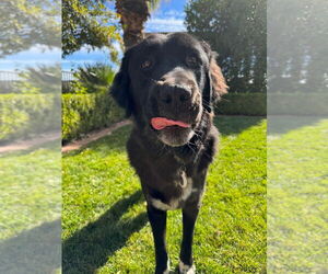 Mutt Dogs for adoption in Salt Lake City, UT, USA