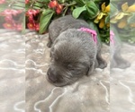 Small #1 Labrador Retriever