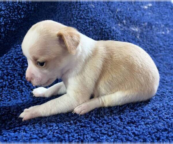 Medium Photo #5 Chihuahua Puppy For Sale in ABILENE, KS, USA