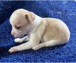 Small #4 Chihuahua