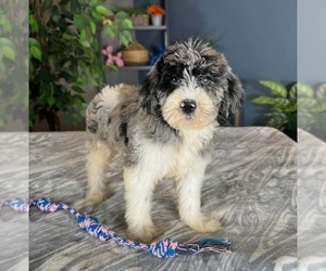 Labradoodle Puppy for sale in GREENWOOD, IN, USA