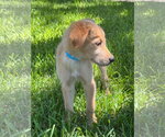 Small #3 Golden Retriever Mix