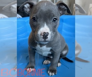American Bully Puppy for sale in DENVER, CO, USA