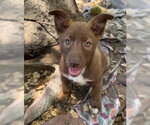 Small Border Collie-Siberian Husky Mix