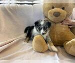 Small Photo #3 Australian Shepherd Puppy For Sale in HANOVER PARK, IL, USA