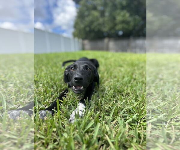 Medium Photo #4 Mutt Puppy For Sale in  Gainesville, FL, USA