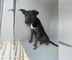 German Shepherd Dog-Unknown Mix Dogs for adoption in Houston, TX, USA