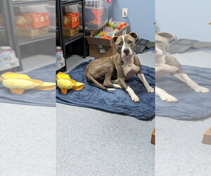 Mutt Dogs for adoption in Evansville, IN, USA