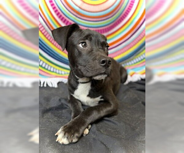 Medium Photo #4 Bulldog-Labrador Retriever Mix Puppy For Sale in Pleasanton, TX, USA