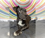 Small #3 Bulldog-Labrador Retriever Mix