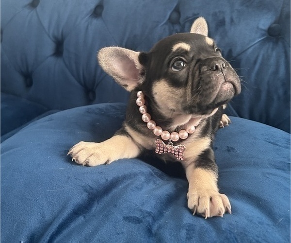 Medium Photo #6 French Bulldog Puppy For Sale in ENCINO, CA, USA