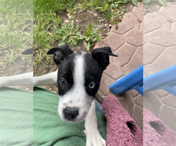 Medium Photo #1 Borador Puppy For Sale in Sandy, UT, USA