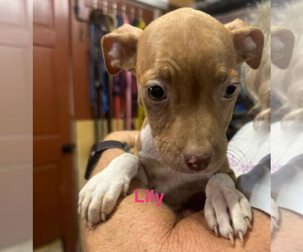Medium Photo #1 Vizsla-Weimaraner Mix Puppy For Sale in Jackson Township, NJ, USA