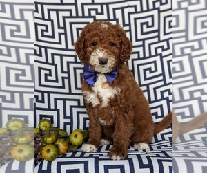 Double Doodle Puppy for sale in NOTTINGHAM, PA, USA
