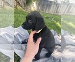 Small Photo #7 Labrador Retriever Puppy For Sale in IDAHO FALLS, ID, USA