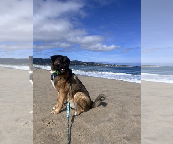 Medium Photo #7 Akita Puppy For Sale in Salinas, CA, USA