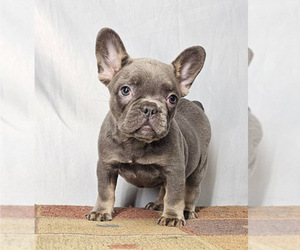 French Bulldog Puppy for sale in W UNIV PL, TX, USA