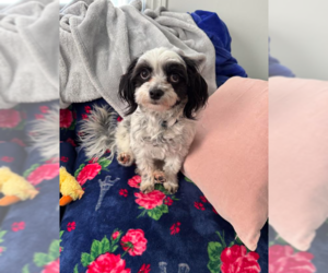 Poodle (Miniature)-Unknown Mix Dogs for adoption in Cranston, RI, USA