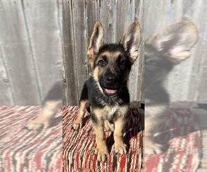 German Shepherd Dog Puppy for sale in GREENWOOD, IN, USA