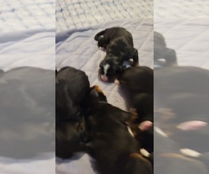 Bernese Mountain Dog Puppy for sale in ROCKFORD, IL, USA