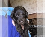 Small Photo #25 Labradoodle Puppy For Sale in MIFFLINBURG, PA, USA