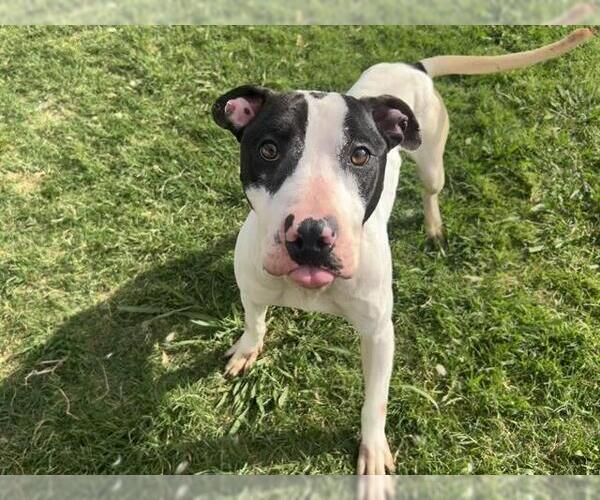 Medium Photo #2 American Staffordshire Terrier-Bull Terrier Mix Puppy For Sale in Grand Prairie, TX, USA