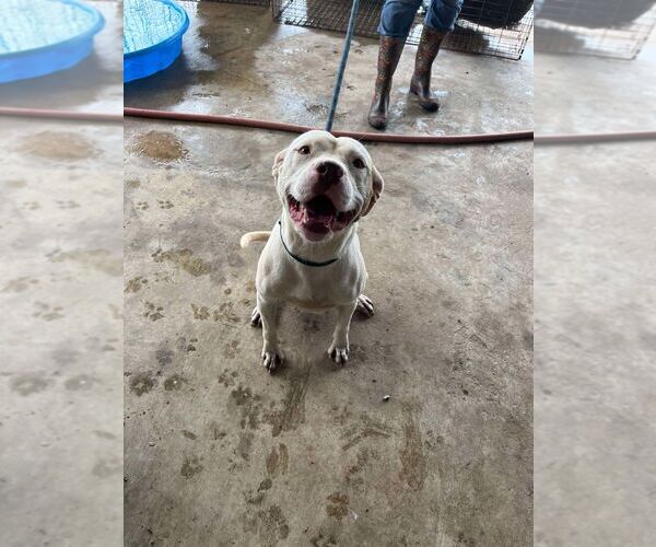 Medium Photo #2 Mutt Puppy For Sale in Abbeville, LA, USA