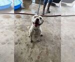 Small #1 Mutt