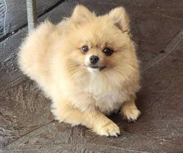 Medium Photo #1 Pomeranian Puppy For Sale in SAN JOSE, CA, USA