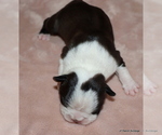 Small #5 Boston Terrier