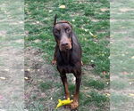 Small #1 Doberman Pinscher Mix